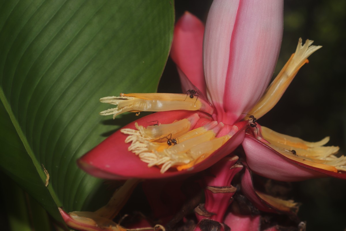 Musa velutina H.Wendl. & Drude